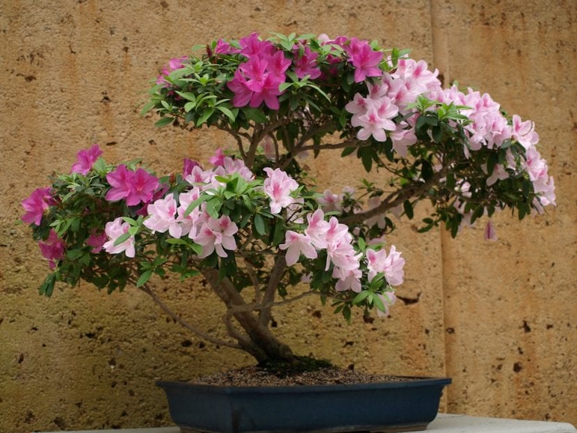 Bonsái de azalea en flor cultivado en kanuma