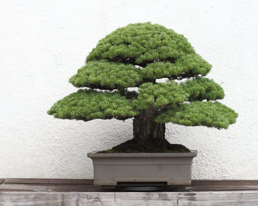 Bonsái de pino japonés con la copa formada en pisos