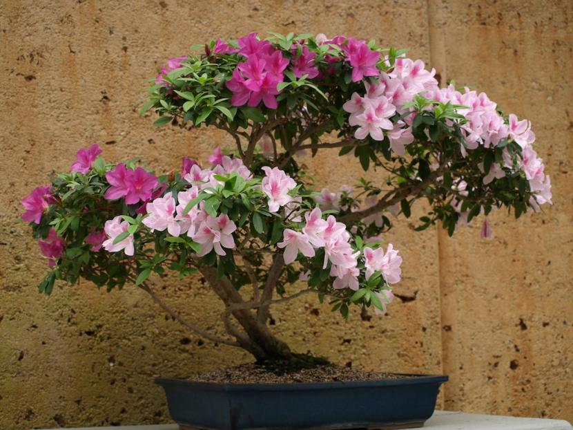 Bonsái de azalea en flor