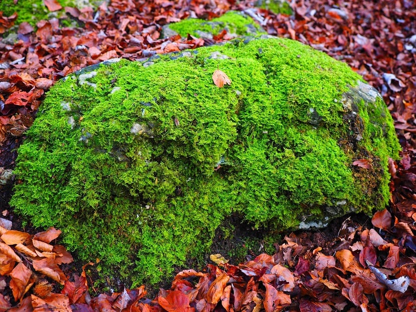 Briófitas cubriendo el suelo y las rocas de un bosque húmedo