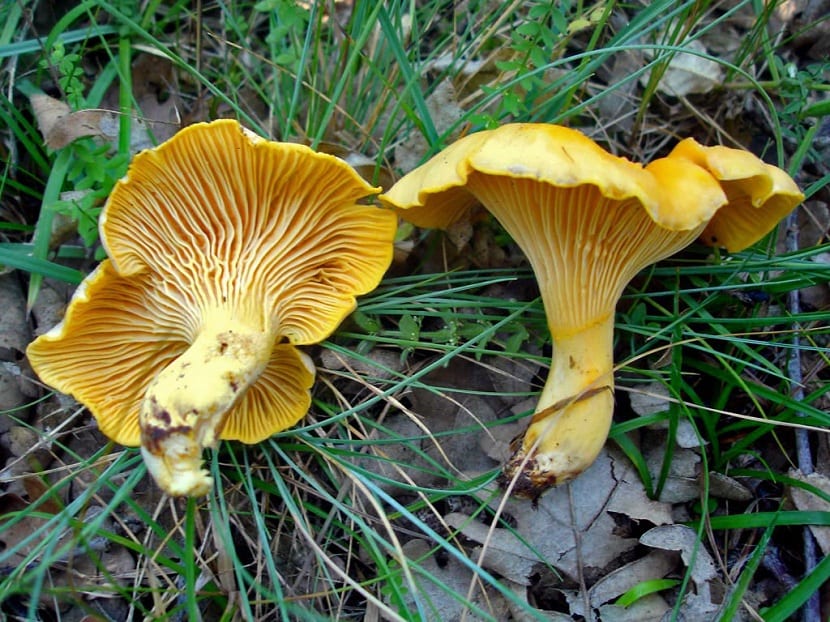 Ejemplares de rebozuelo, Cantharellus cibarius, en el suelo del bosque