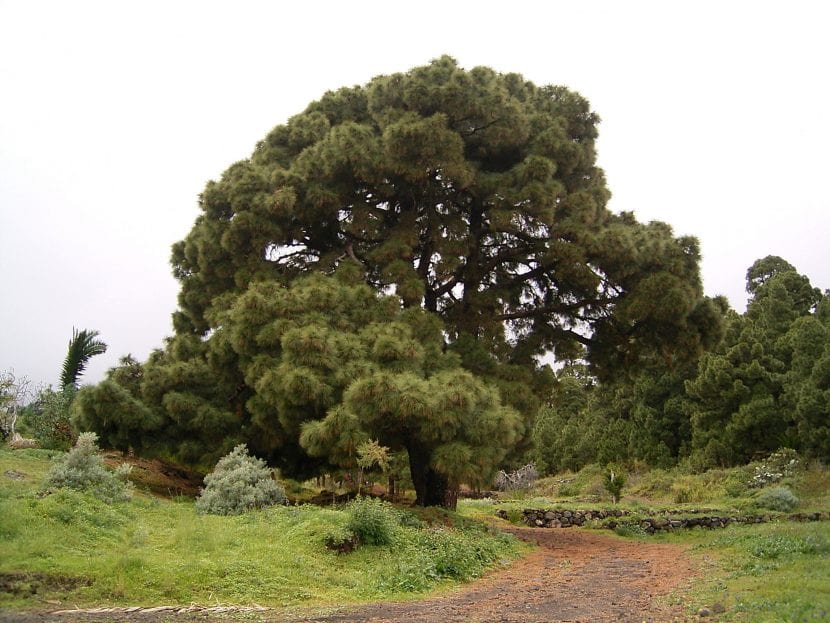 Pinus canariensis, conífera de hoja perenne en forma de acícula