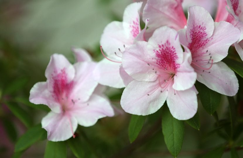 Azalea en flor, angiosperma de la familia Ericaceae
