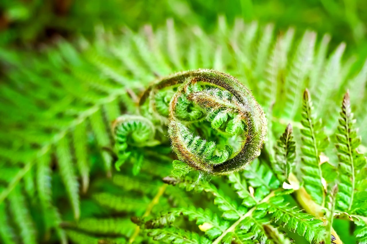 Características de las plantas: qué las define y por qué importa