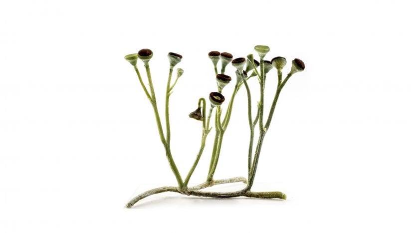 Reconstrucción de Cooksonia, una de las primeras plantas vasculares