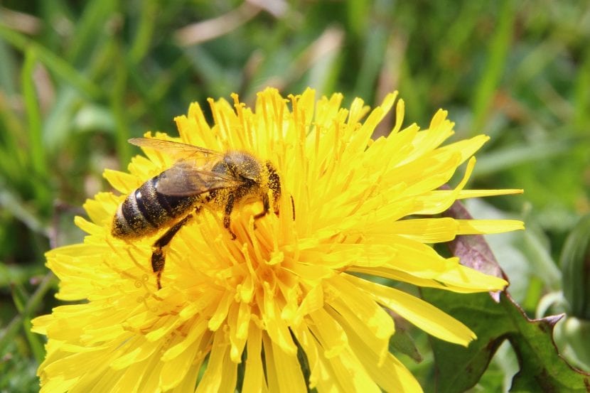 Abeja recogiendo polen en una flor abierta