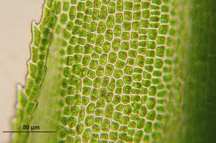 Células vegetales vistas al microscopio