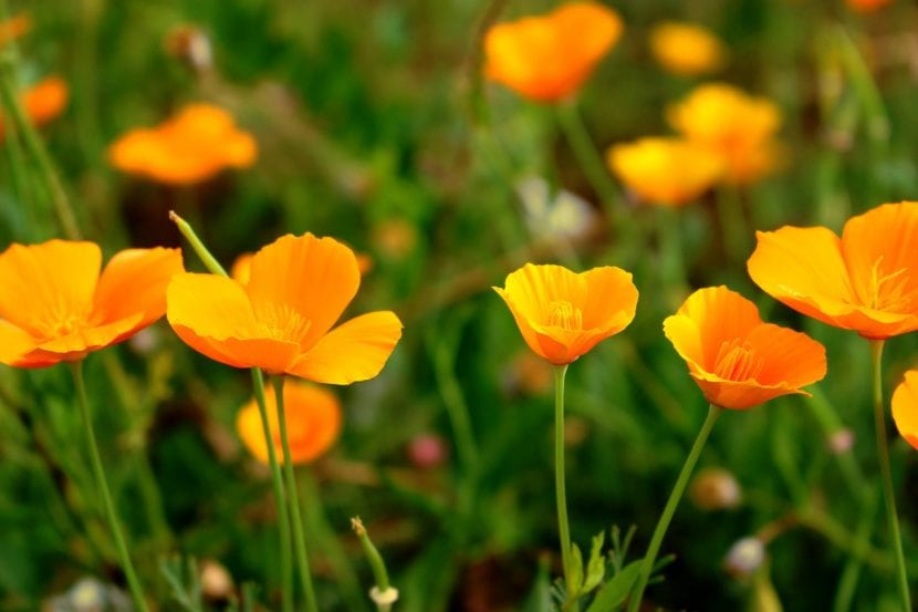 Campo de amapolas silvestres en flor