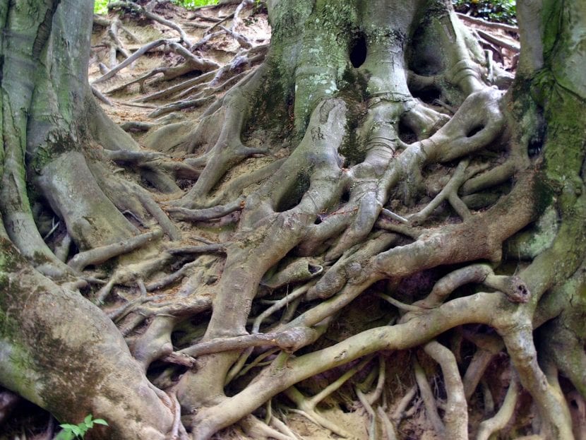 Raíces superficiales de un árbol extendiéndose por el suelo