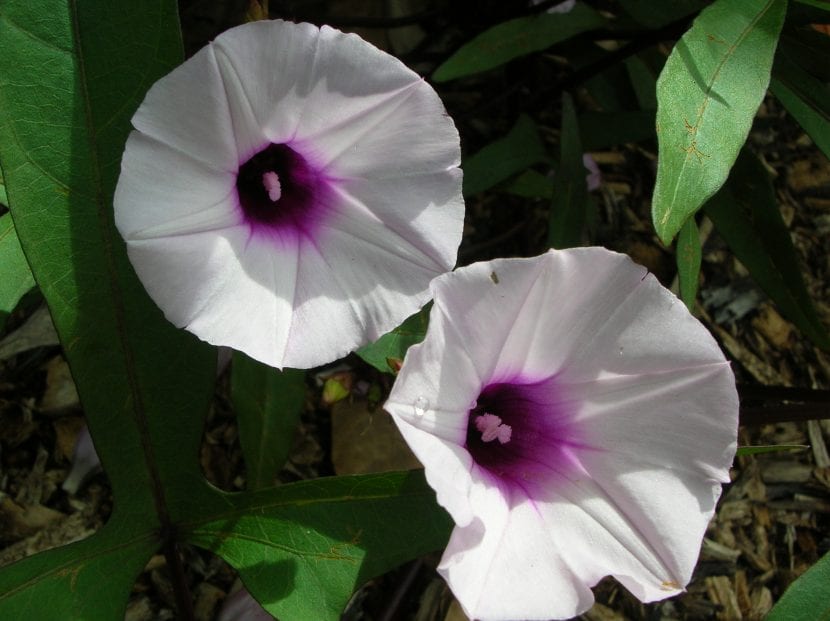 Flores hermafroditas de boniato, Ipomoea batatas
