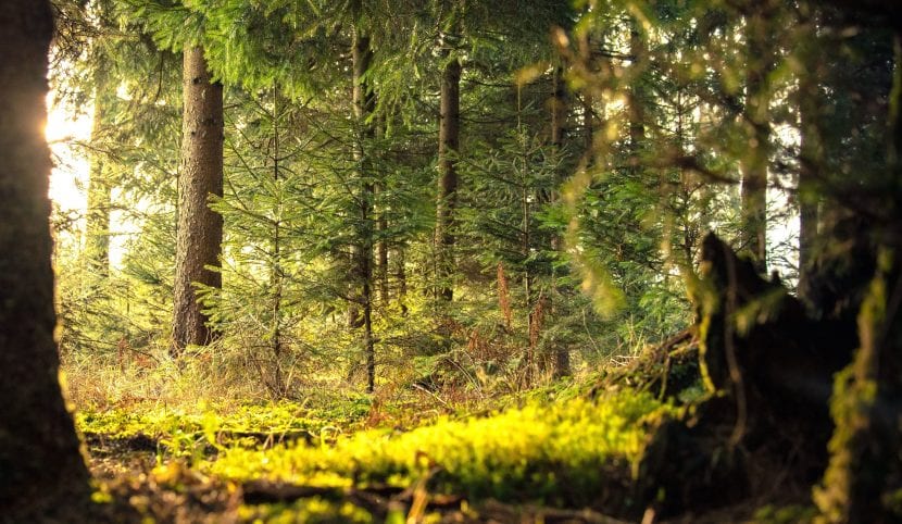 Interior de un bosque con luz filtrada entre los árboles