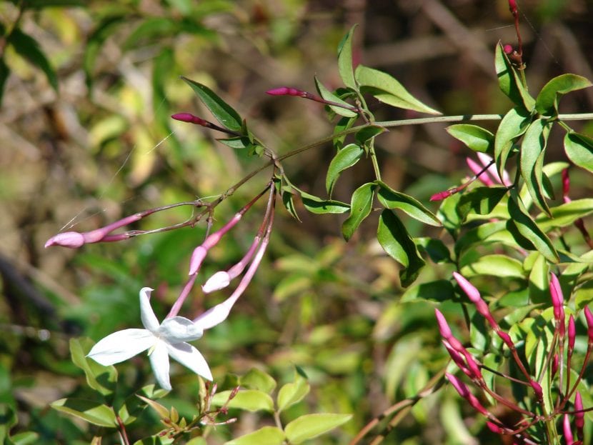 Planta de jazmín Jasminum polyanthum