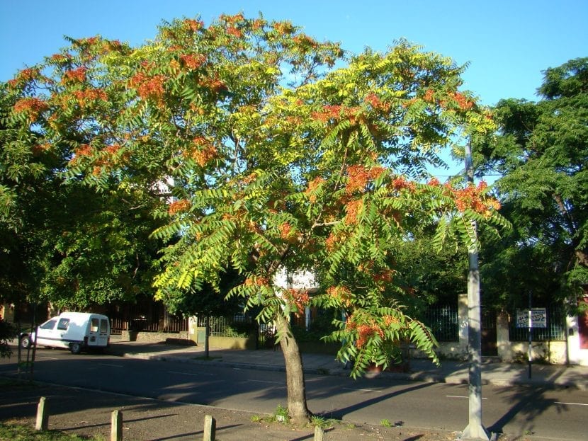 Ailanthus altissima, fanerófito de crecimiento rápido
