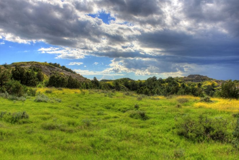 Paisaje con árboles, arbustos y cubierta herbácea