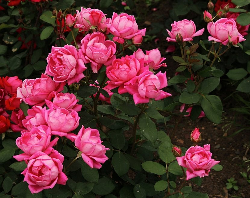 Rosales en flor, ejemplo de porte arbustivo