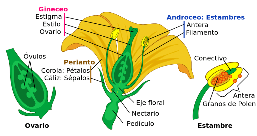 Esquema con las partes de una flor: sépalos, pétalos, estambres y pistilo