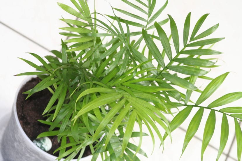 Chamaedorea elegans, la palmera de salón, cultivada en interior