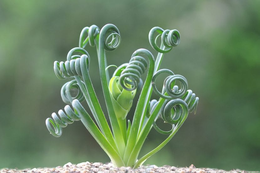 Ejemplar de Albuca spiralis con las hojas enrolladas en espiral