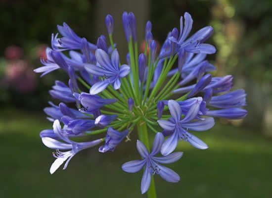 Inflorescencia azul de agapanto en floración estival