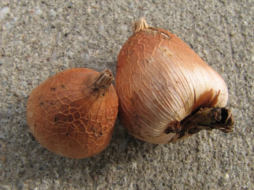 Bulbos de gladiolo listos para almacenar