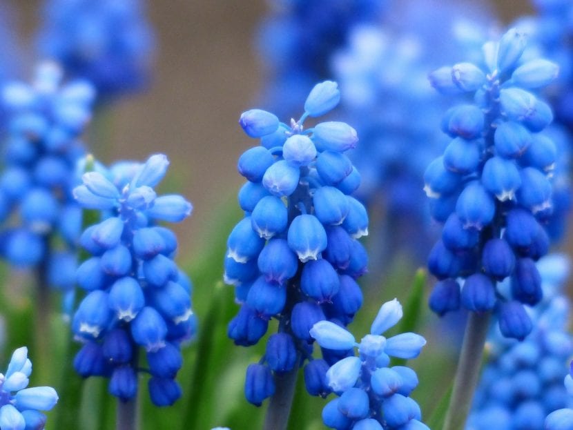 Muscari en flor con sus típicas espigas azules