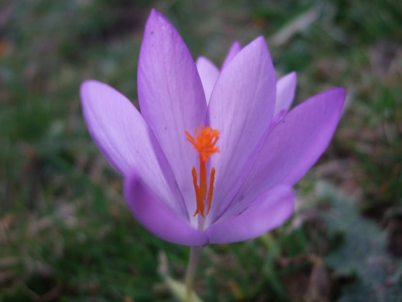 Hebras de azafrán seco procedentes de los estigmas del Crocus sativus
