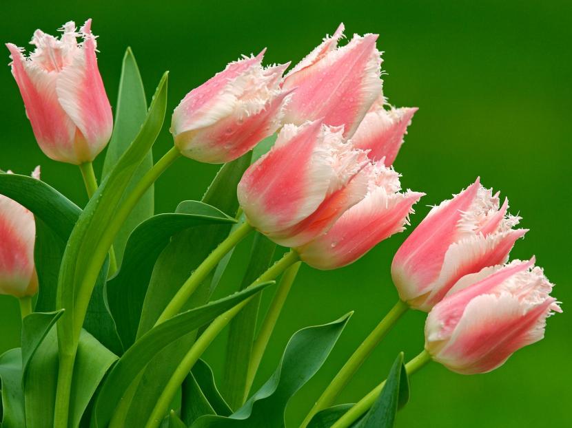 Tulipán papagayo con los tépalos rasgados y flameados