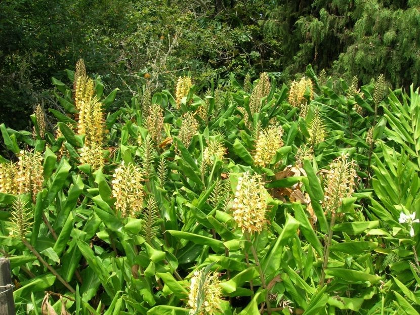 Mata de Hedychium gardnerianum con sus hojas dísticas y las espigas florales