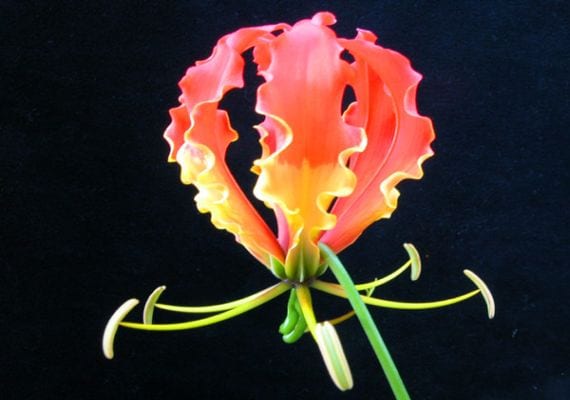 Flor de Gloriosa superba con pétalos reflejados en rojo y amarillo