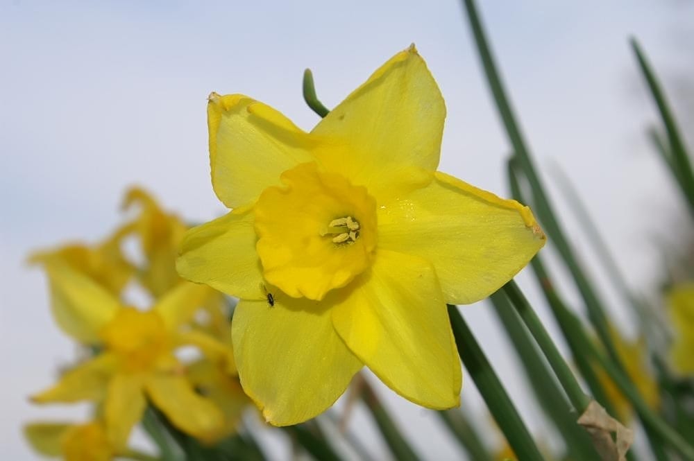 Narcissus jonquilla: cultivo y cuidados del junquillo