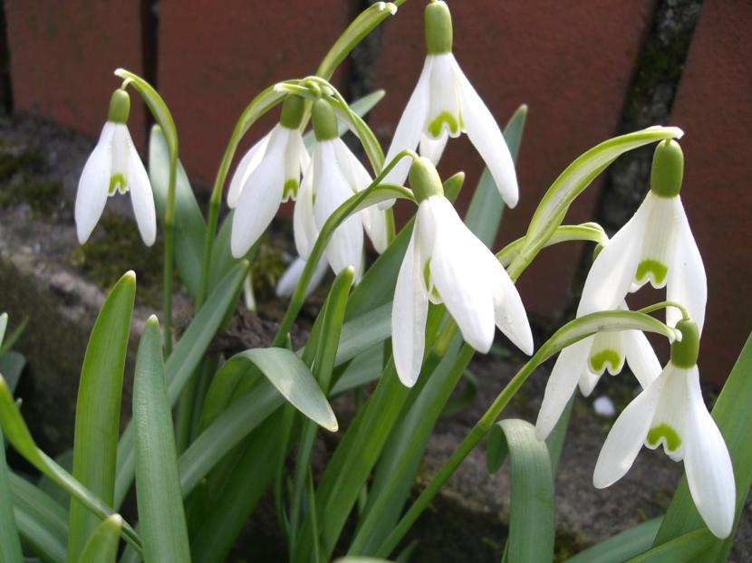 Campanillas de invierno: cultivo y cuidados del Galanthus