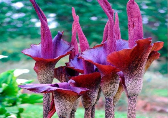 Inflorescencia de Amorphophallus konjac con la espata púrpura abierta