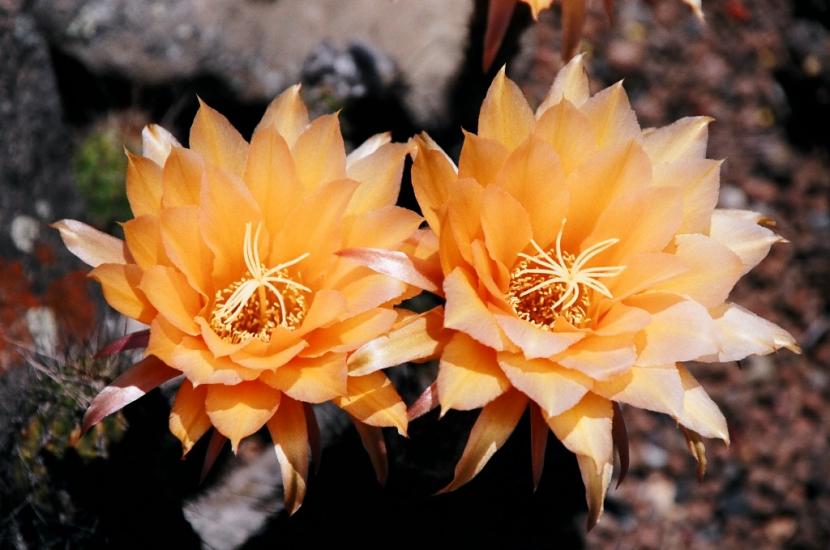 Ejemplar de Acanthocalycium en flor