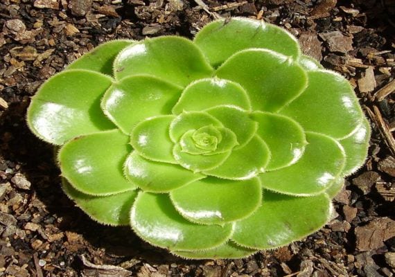 Aeonium arboreum con sus rosetas terminales sobre tallos leñosos
