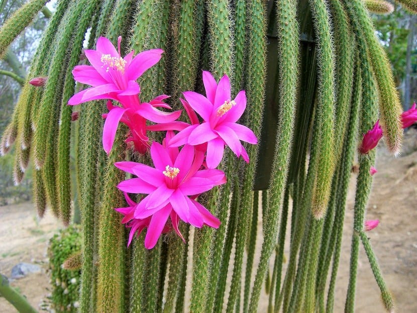 Tallos colgantes del Aporocactus flagelliformis o cactus cola de rata