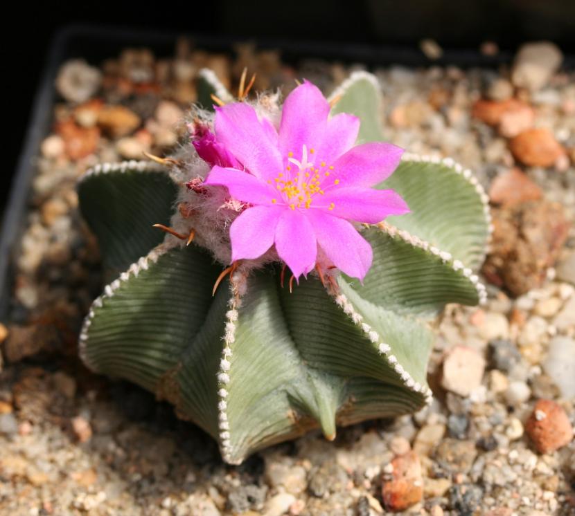 Aztekium: el cactus de yeso que parece esculpido