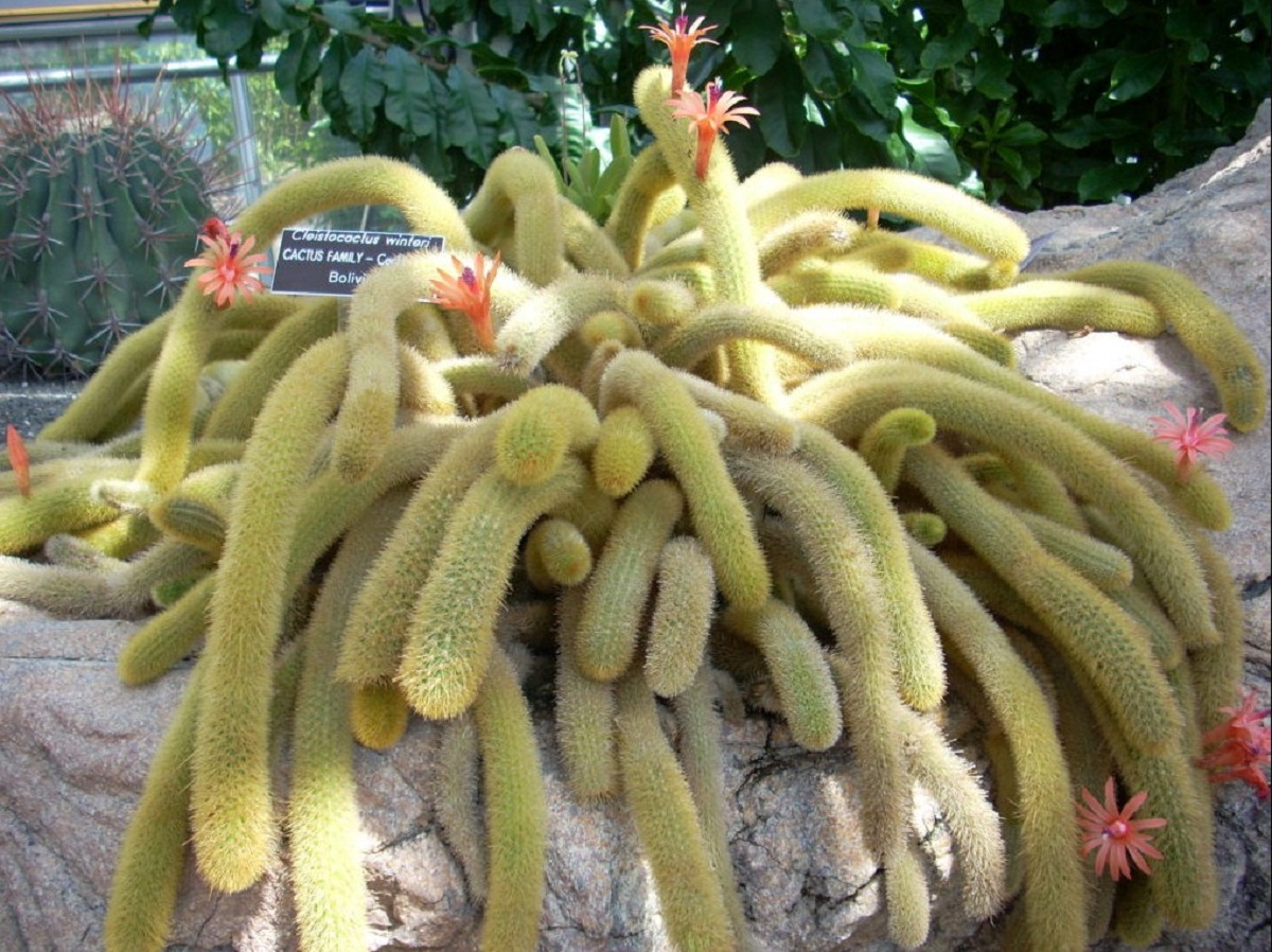 Cactus colgante en la entrada de una vivienda