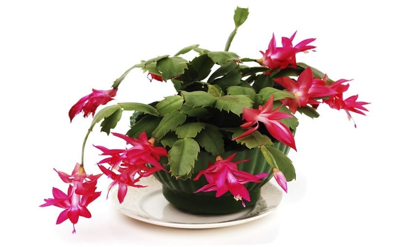Cactus de Navidad en flor con sus tallos aplanados colgantes
