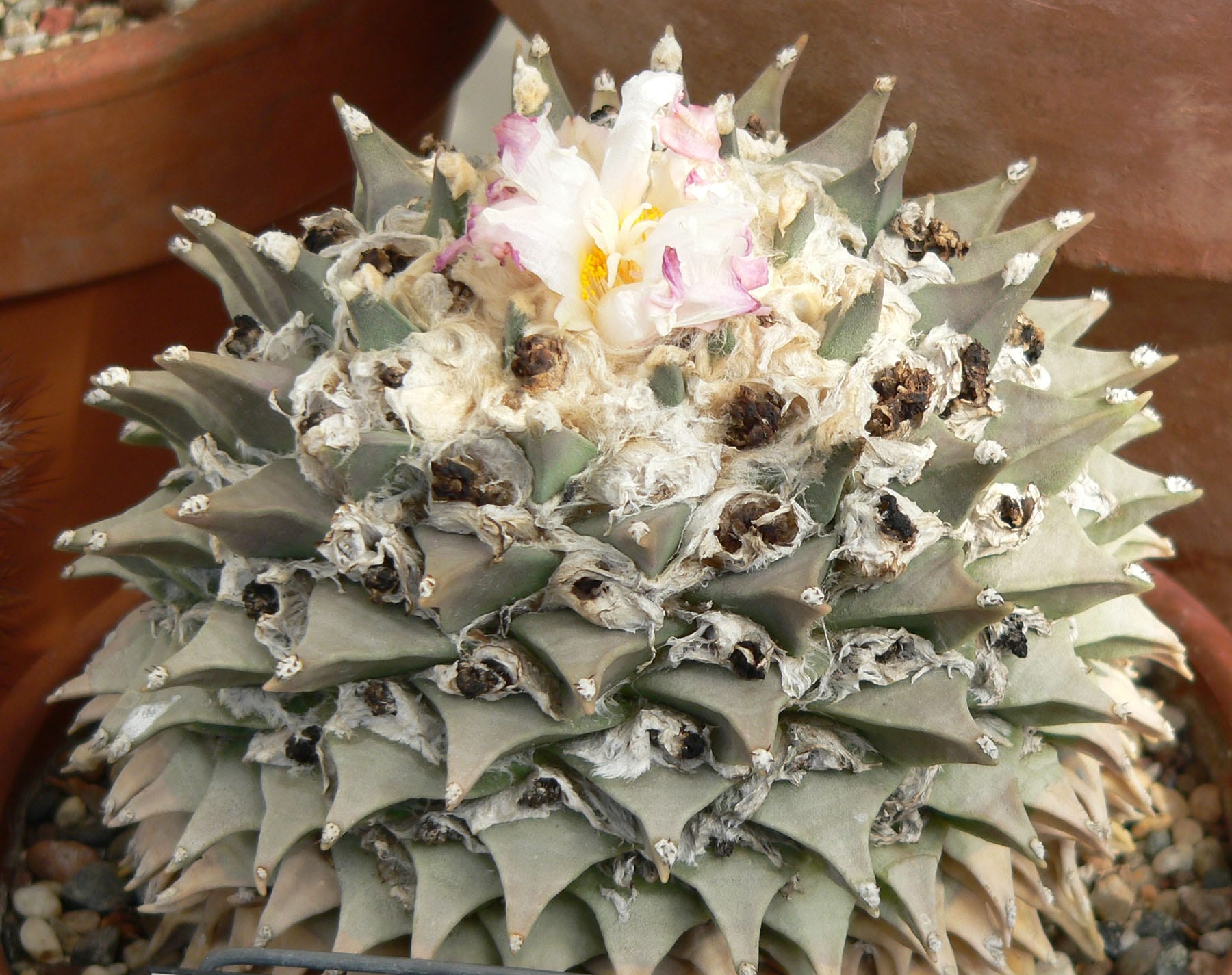 Cactus raros: 10 especies insólitas y cómo cultivarlas