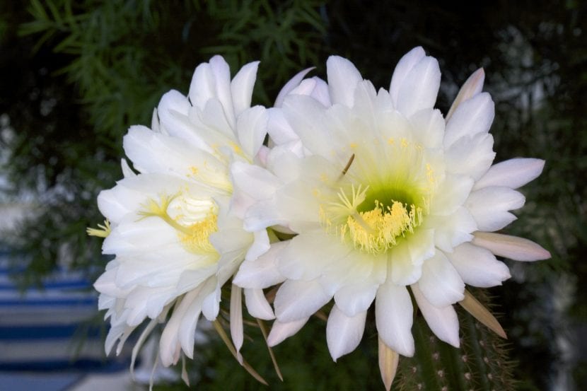 Echinopsis spachiana, columnar de tallos verdes y espinas cortas