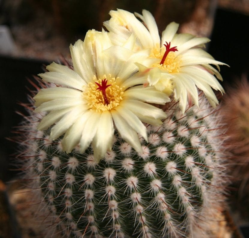 Ejemplar de Notocactus scopa con espinación blanca y fina