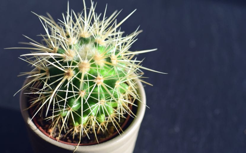 Cactus en maceta junto a una ventana