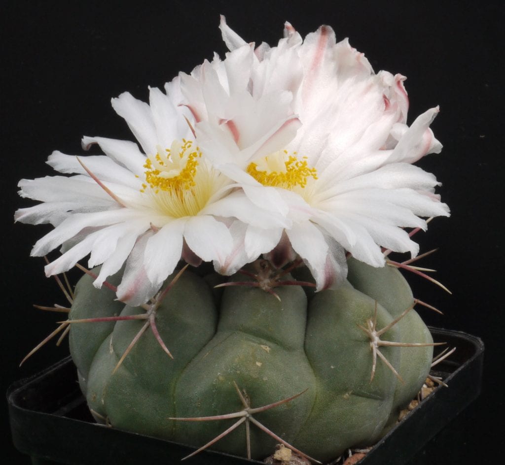 Cómo cuidar un cactus de interior paso a paso