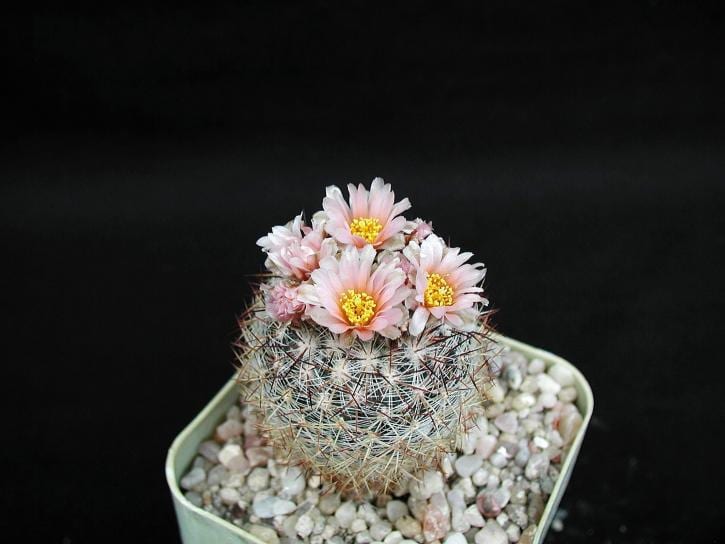 Cactus del género Mammillaria en maceta pequeña, adecuado para un escritorio