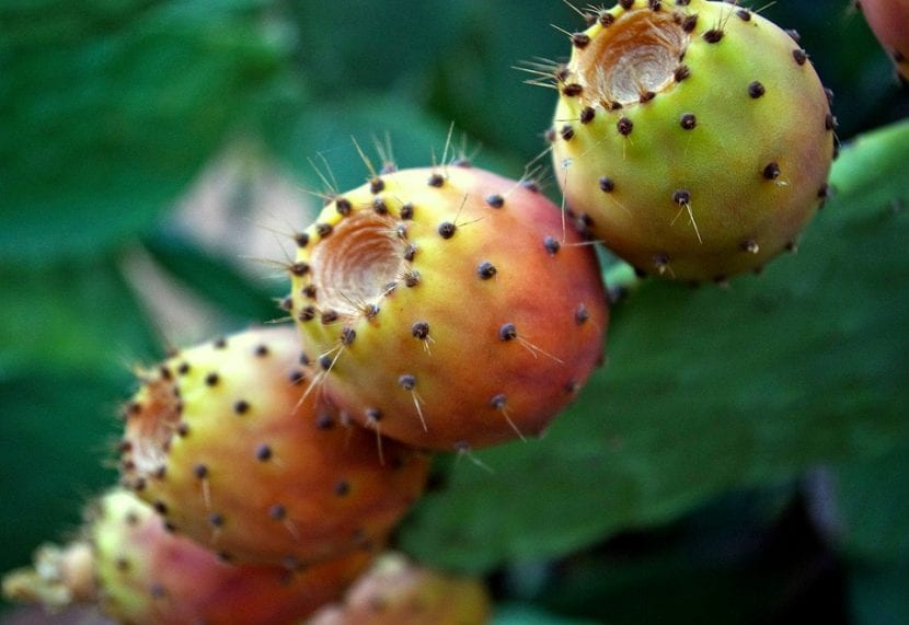 Chumbera adulta con palas y frutos