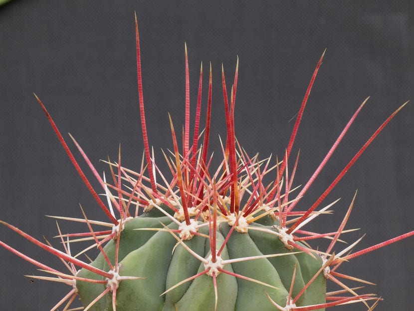 Ejemplar de Ferocactus rectispinus con espinas largas