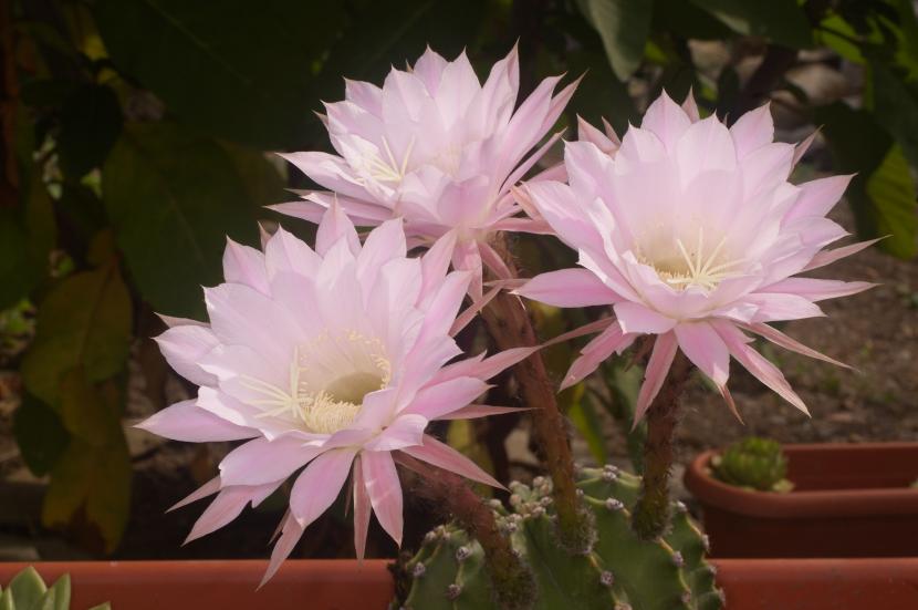 Flor de Echinopsis abierta sobre el cuerpo del cactus