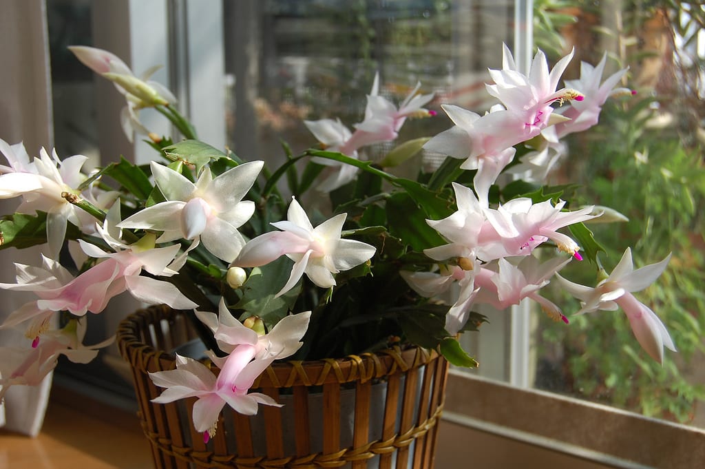 Cómo hacer que florezca el cactus de Navidad paso a paso