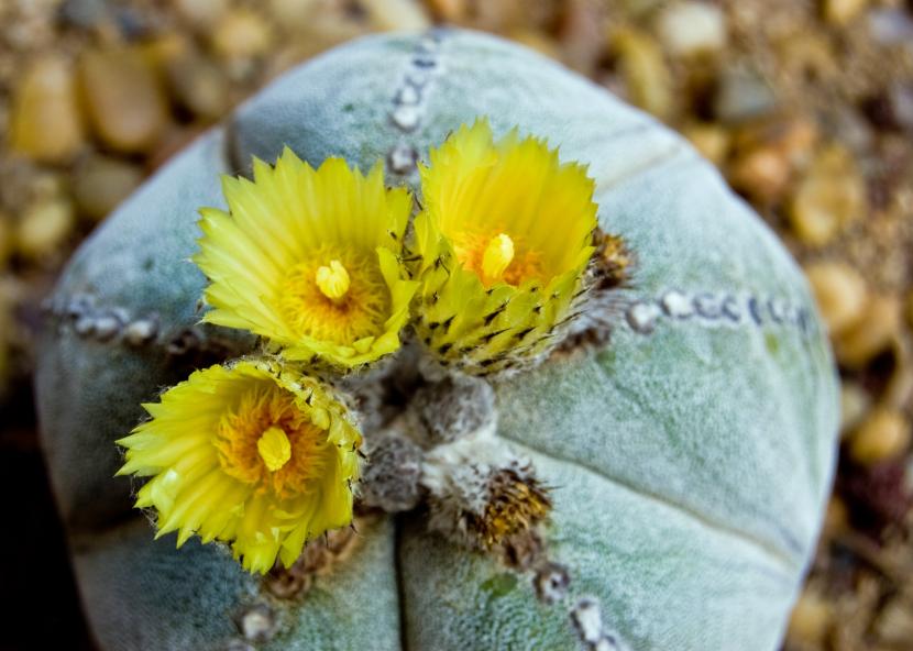 Cómo regar un cactus sin equivocarte