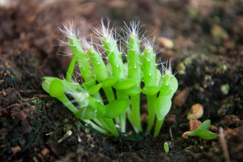 Cómo sembrar cactus por semilla paso a paso